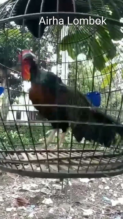 Dijual || Suara Unik Ayam Hutan Hijau Nusantara