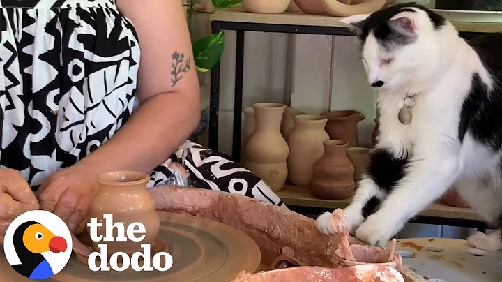 This Cat Won’t Let Her Mom Do Pottery Alone | The Dodo