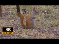 Cureuil roux trs particulier  aventure oiseaux nature red squirrel very particular 4k u.