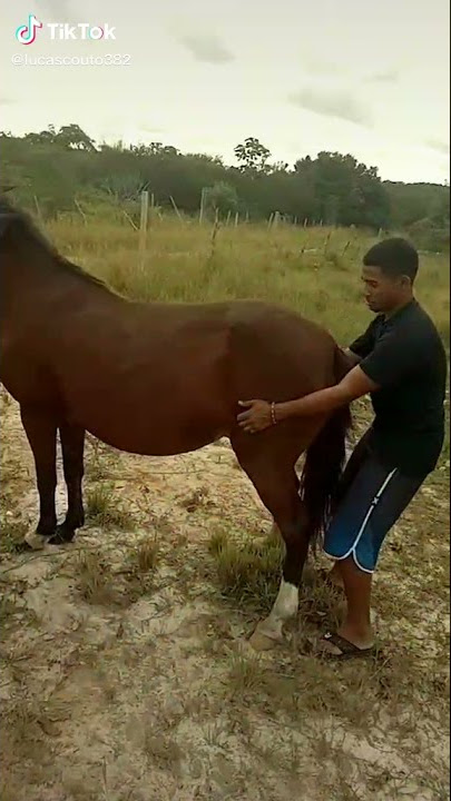 O coice é violento