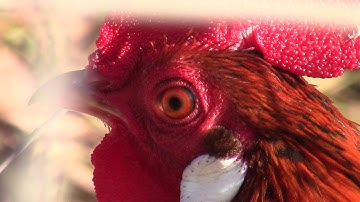 Gà rừng mồi và vài đặc điểm lựa chọn