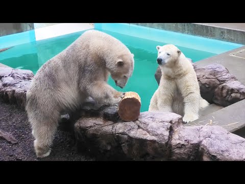 希少　ホッキョクグマの椅子 楽天市場】ハンサ HANSA 椅子 スツール ホッキョクグマ 110cm