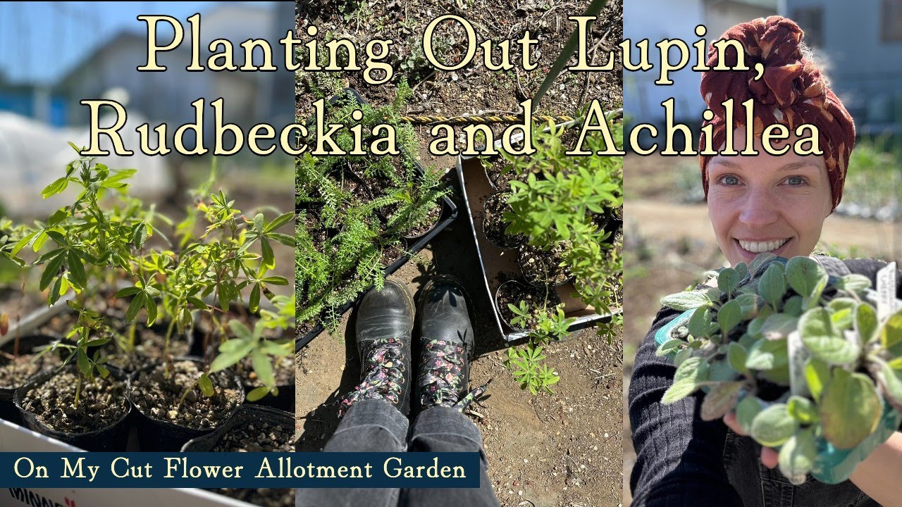 Planting Out Lupin, Rudbeckia and Achillea On My Cut Flower Allotment Garden