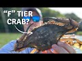 I Tried 20 Different Crabs And Ranked Them All I Tried 20 Different Crabs And Ranked Them All