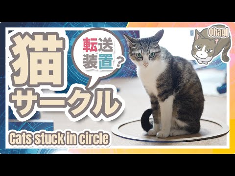 猫サークル【転送装置】