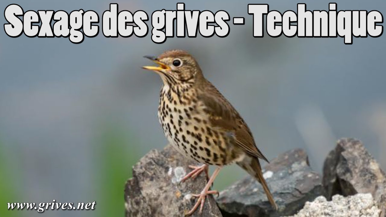 Sexage des grives - Technique pour grive ramageuse