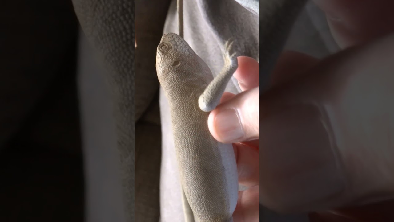 Wood Carving a Wiptail Lizard #woodcarving #wildlifeart #outdoorsman