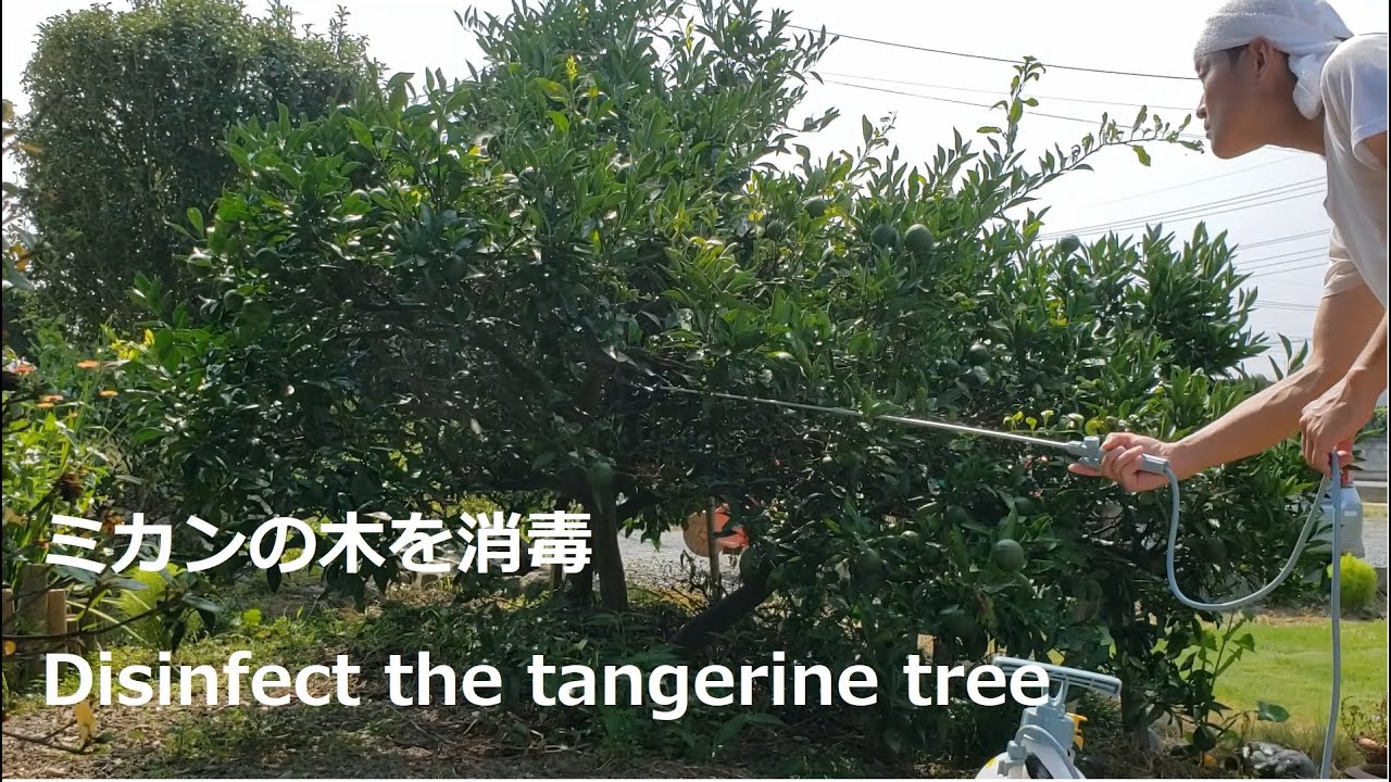 ミカンの木の消毒方法と時期 How And When To Disinfect Tangerine Trees Youtube