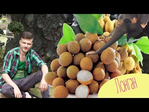 #ВидеоОбзор - ЛОНГАН - Экзотические фрукты (глаз дракона) и разговариваем за тайский массаж