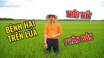 Nhận Biết Bệnh Đạo Ôn Trên Cây Lúa và Biện Pháp Quản Lý Bệnh Hại Trên Cây Lúa
