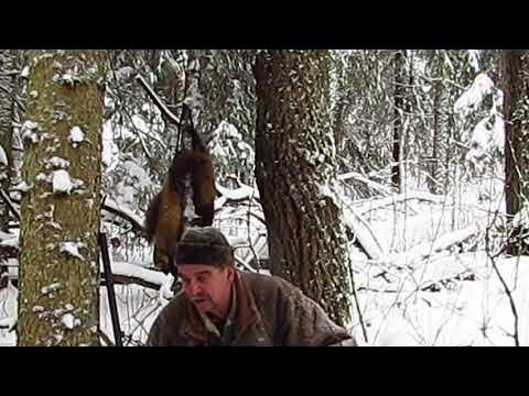 Охота с лайкой на куницу 2024 2025года. Охота на куницу зимой с лайками. Охота с лайкой на куницу 2024 2025года. Охота на куницу с лайкой ночью. Лайка соболь.