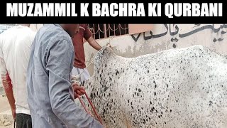 Muzammil k Bachra ki Qurbani | Eid ul Adha | 2023