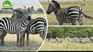 Most Unique Facts About Zebras Of Mara Serengeti You Did Not Know