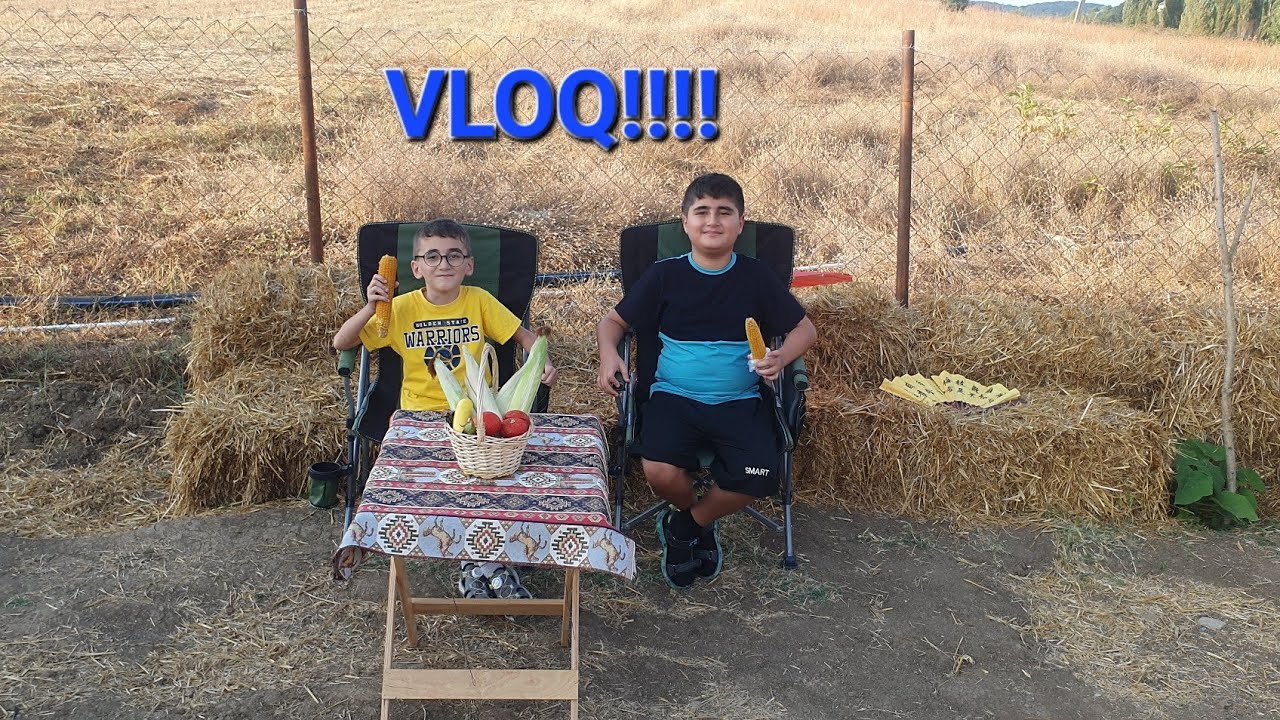 Qarğıdalı sahəsində maraqlı və həyəcanlı anlar .