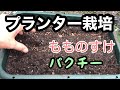 パクチー種まき、カブ発芽【プランター栽培】初心者必見です(^^♪