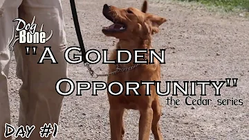 Training a High Energy Dog: A Golden Opportunity | Day #1