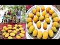 எங்கள் தோட்டத்தில் பறித்த தித்திக்கும் மாம்பழம் / இயற்கையாக பழுக்க வைத்தது / Mango Fruit