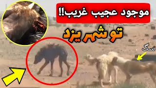 موجودی غول پیکر مثل سگ اما ?سگ نیست  گرگینه تو شهر یزد ایران (کاملا واقعی ) ویدیو های ترسناک کوتاه