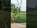 desi look please subscribe me guys
