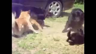 Dogs Breaking Up a Cat Fight by Gone Viral 1,254 views 5 years ago 11 seconds