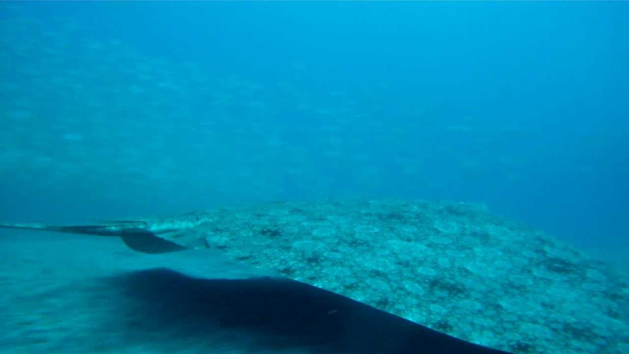 Giant Butterfly Ray GoPro