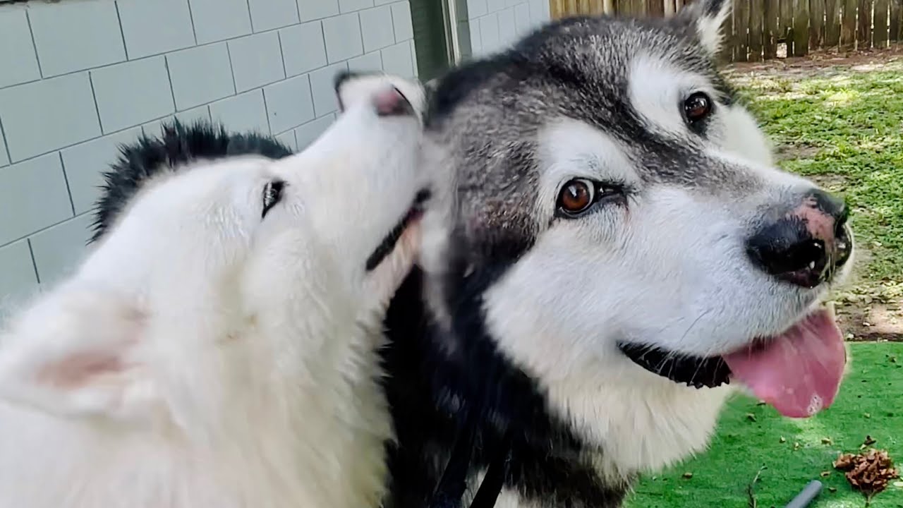 Husky Jumps In Bathtub To Comfort Crying Malamute YouTube