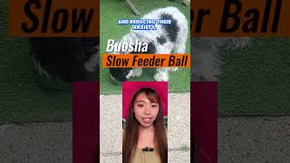 Download Lagu You've got to get this for your dog: Slow Feeder Ball    #happydog #pets #slowfeeder #dogball #puppy MP3