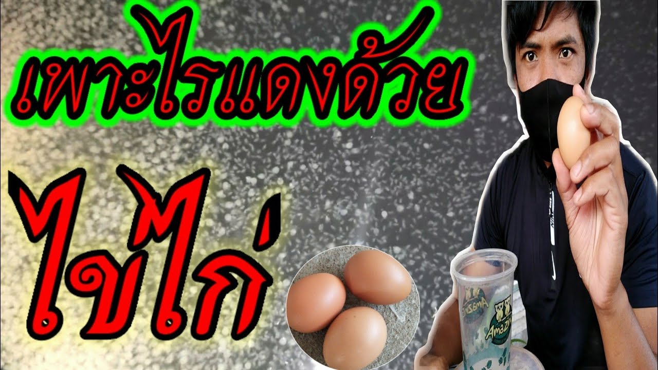 เพาะไรแดงด้วยไข่ไก่ สูตรน้ำขาว เพาะง่ายได้ผลดี