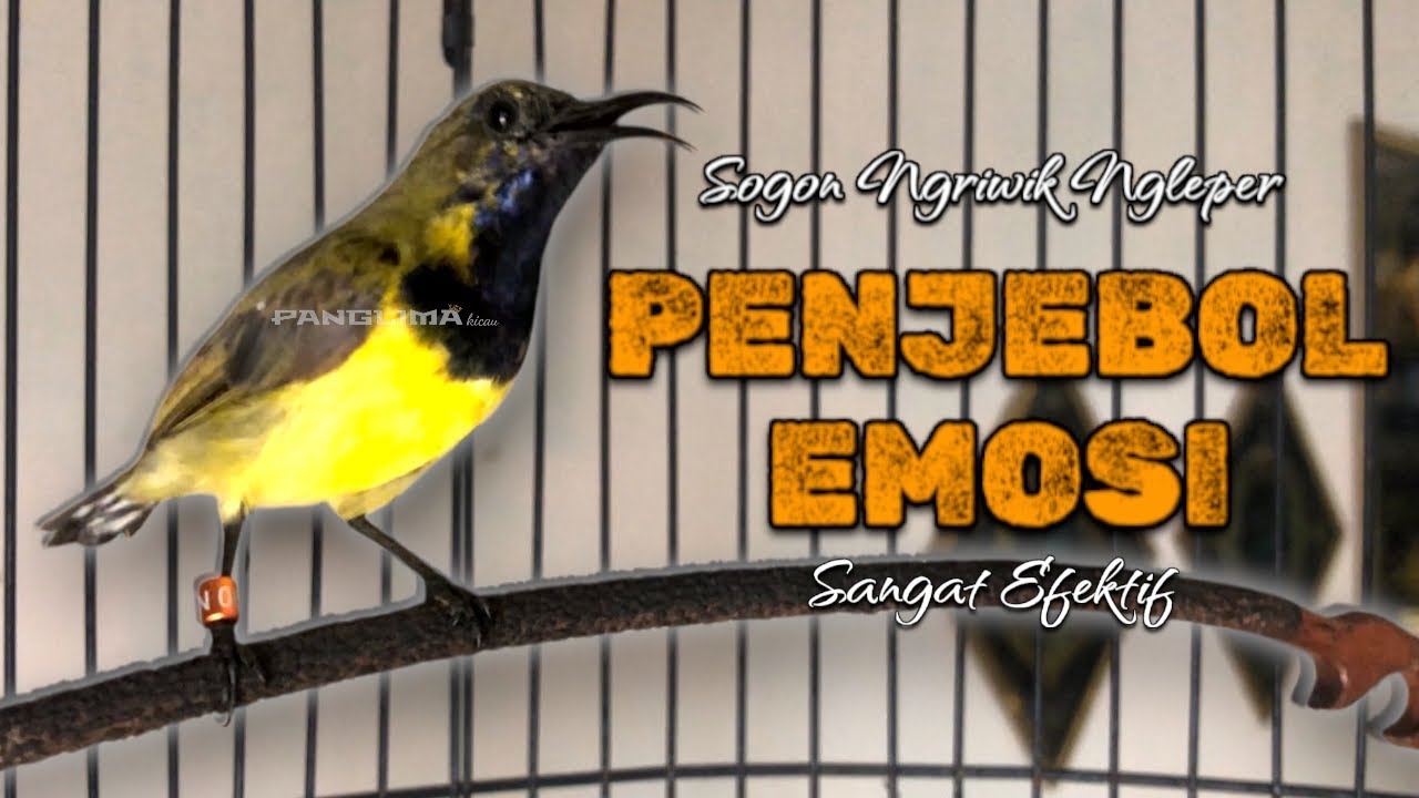 PENJEBOL BIRAHI SANGAT EFEKTIF #sogon #pancingansogon #sogongacor #sogokotong 