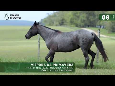 LOTE 08 - Víspora da Primavera