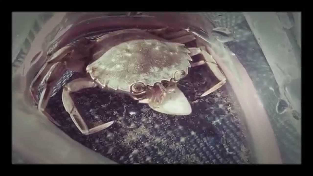 Natura...granchio vs tellina