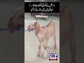 Patient Brings His Goat to Hospital | #patient #goat #shorts #ytshorts #gtvnews