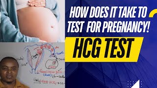 HCG test | How long does it take to test positive for pregnancy 