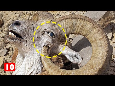 Βίντεο: Οι 10 φυλές σκυλιών που ζουν τη μακρύτερη