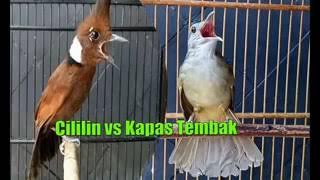 Masteran Duet Cililin Vs Kapas Tembak