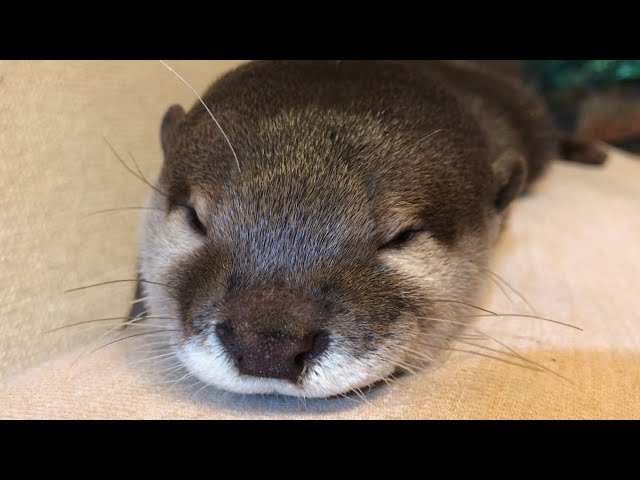 カワウソさくら お口モゾモゾひくひくなカワウソ Otter moves its mouth