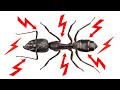 How to Get Rid of Carpenter Ants In The House Naturally