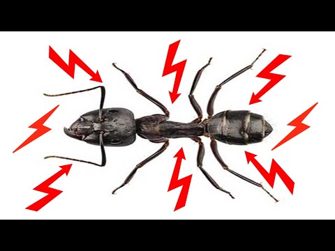 וִידֵאוֹ: תרופות ביתיות להיפטר מנמלים נגרות