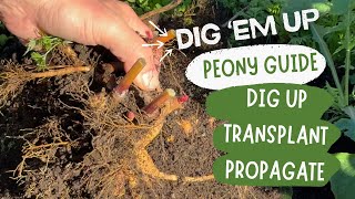 видео: Как выкапывать пионы как профессионал! Пересадка и деление кустов для потрясающего цветения (поша... картинка: Как выкапывать пионы как профессионал! Пересадка и деление кустов для потрясающего цветения (поша...