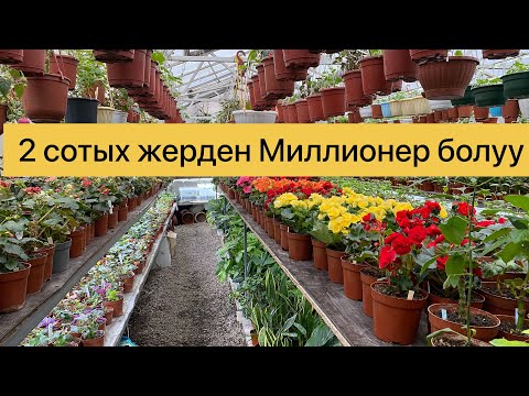 Video: Буурчак тезек чыгарабы?