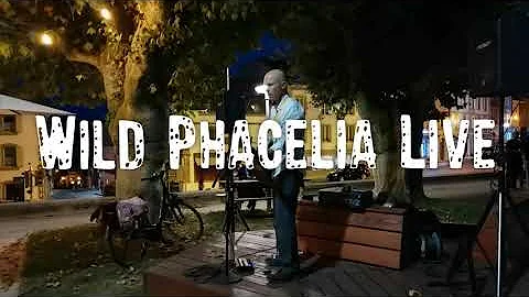 Rich Kleinbauer - Wild Phacelia Live