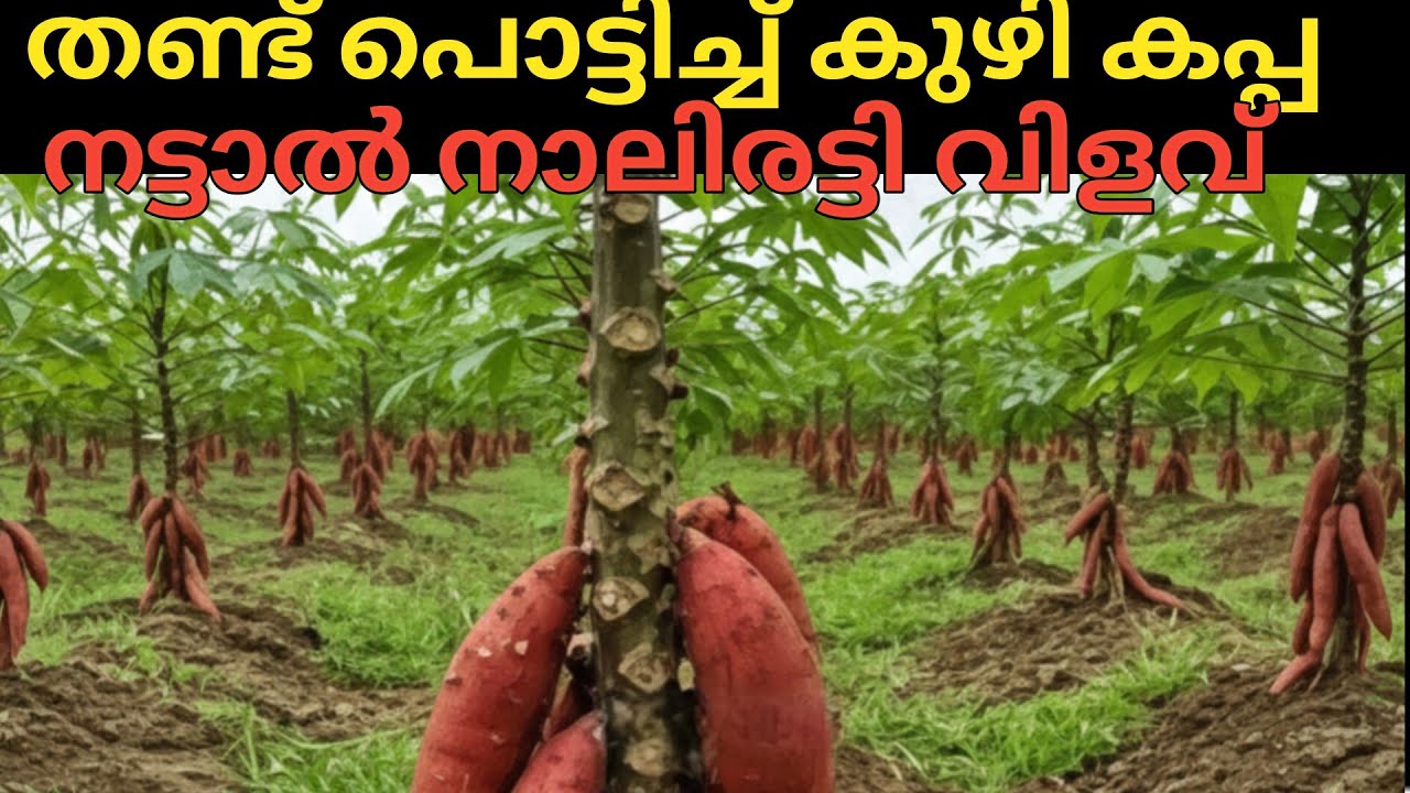 തണ്ട് പൊട്ടിച്ച് കുഴി കപ്പ നടാം തൂങ്ങി ആടും കിഴങ്ങ് 