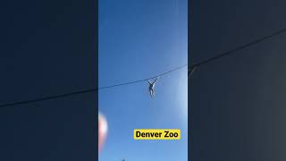 Denver zoo monkey