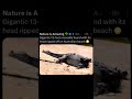 🐊 #trending #viralvideo #shorts #crocodiles