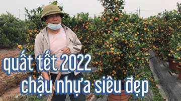 vườn quất chậu nhựa đẹp, quất tết 2022 giá tại vườn