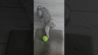 Scottish fold with a ball  bunny kicks