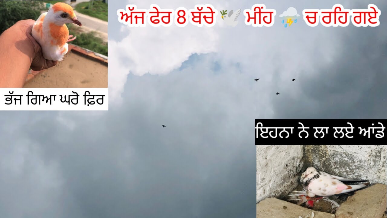 ਲਓ ਜੀ, ਅੱਜ ਫੇਰ ਬੱਚੇ 🕊️ਮੀਂਹ ⛈️ਚ ਰਹਿ ਗਏ॥ 1 ਬੱਚਾ ਭੱਜ ਗਿਆ ਘਰੋ॥ 