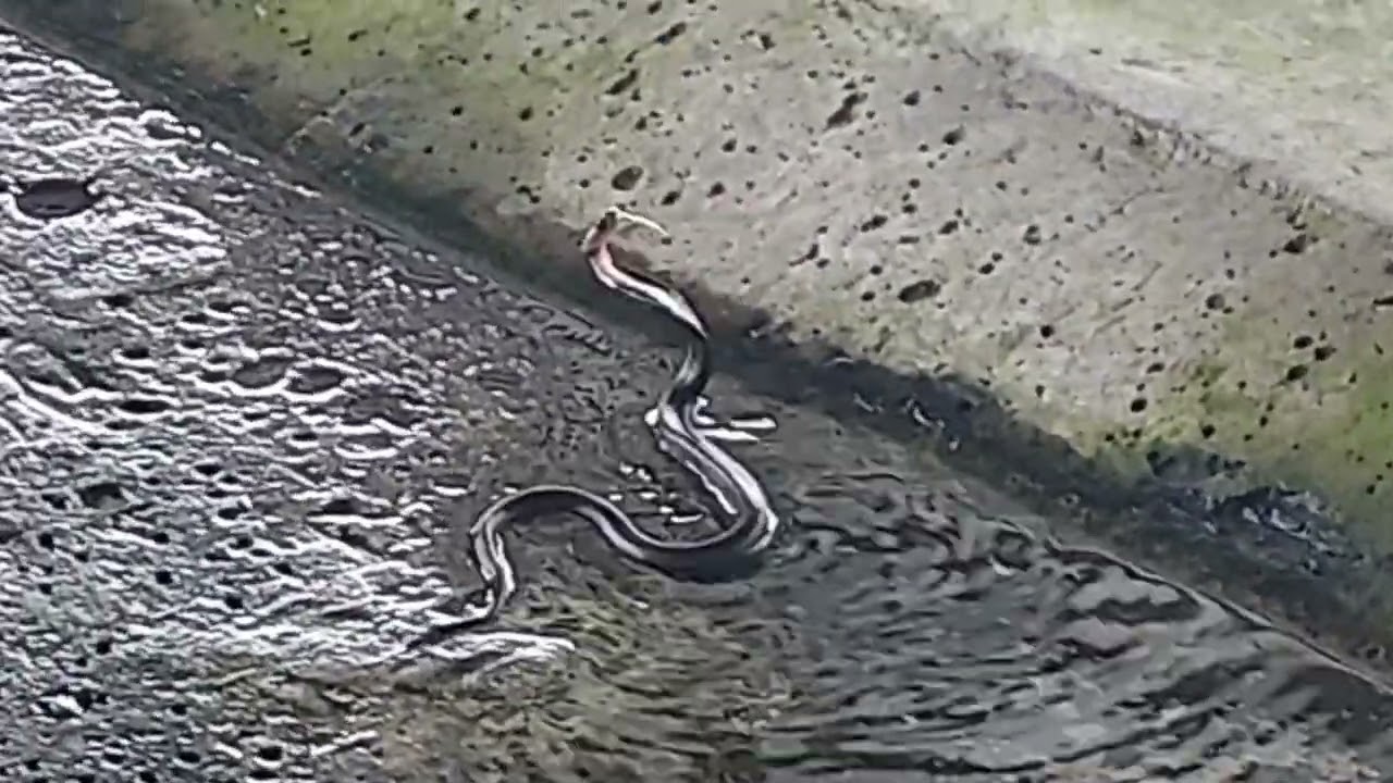 Gris erkak uchun jinsiy aloqa