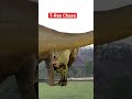 Trex chase in real life  dinosaur  mssandy