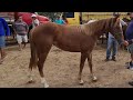 FEIRA DE CAVALOS DE CARUARU PE, VISÃO GERAL 22/03/2022